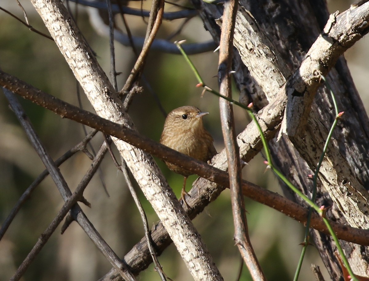 Winter Wren - ML645798780