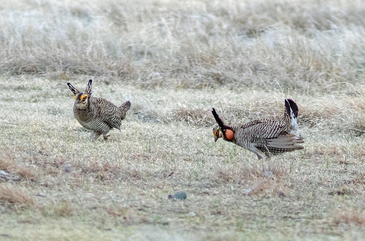 Lesser Prairie-Chicken - ML645798783