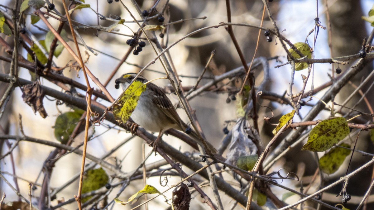 White-throated Sparrow - ML645798788