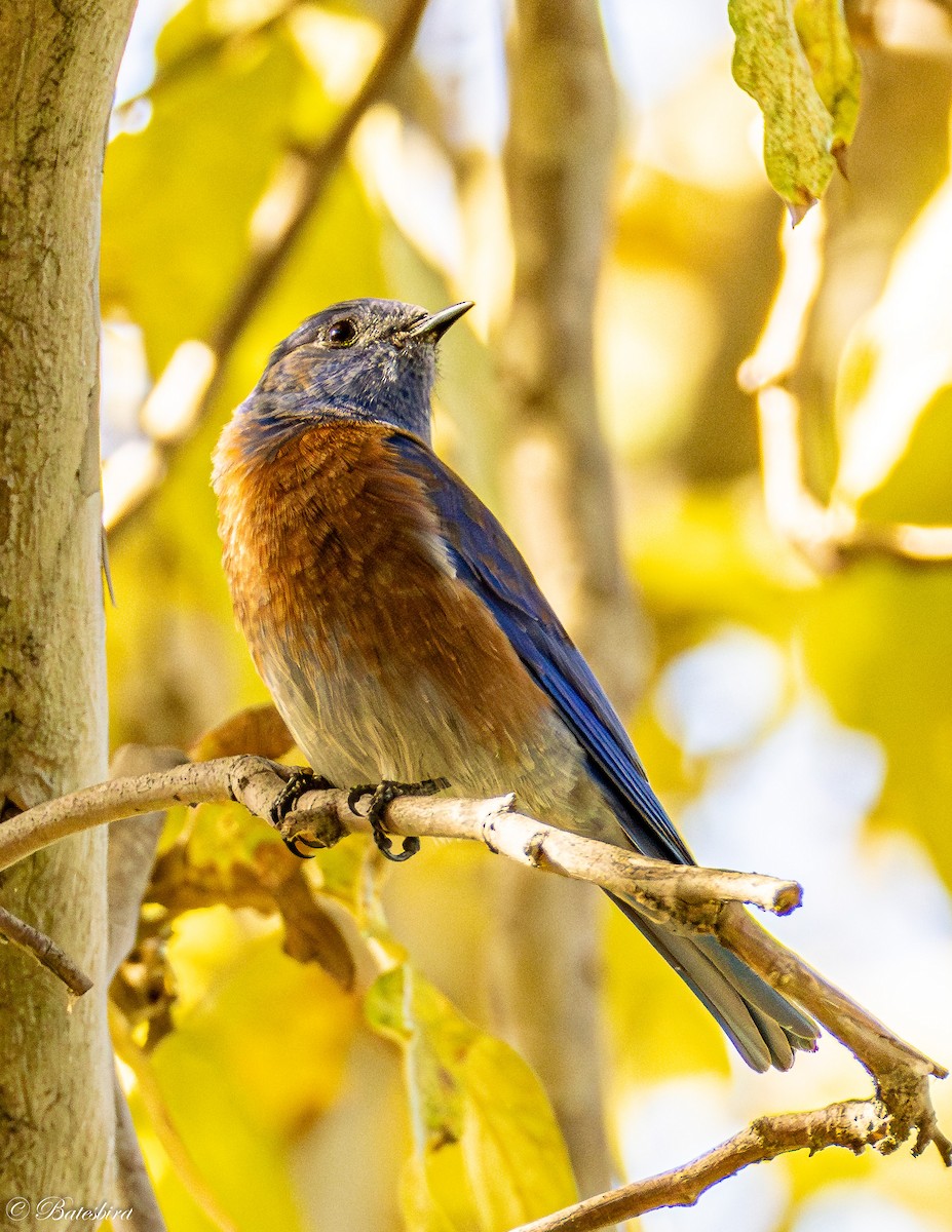 Western Bluebird - ML645798790