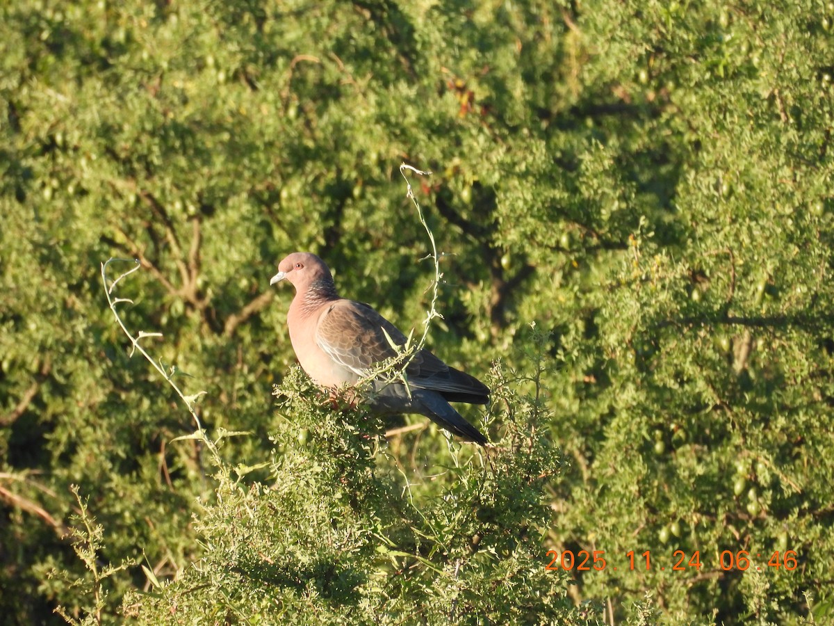 Picazuro Pigeon - ML645798791