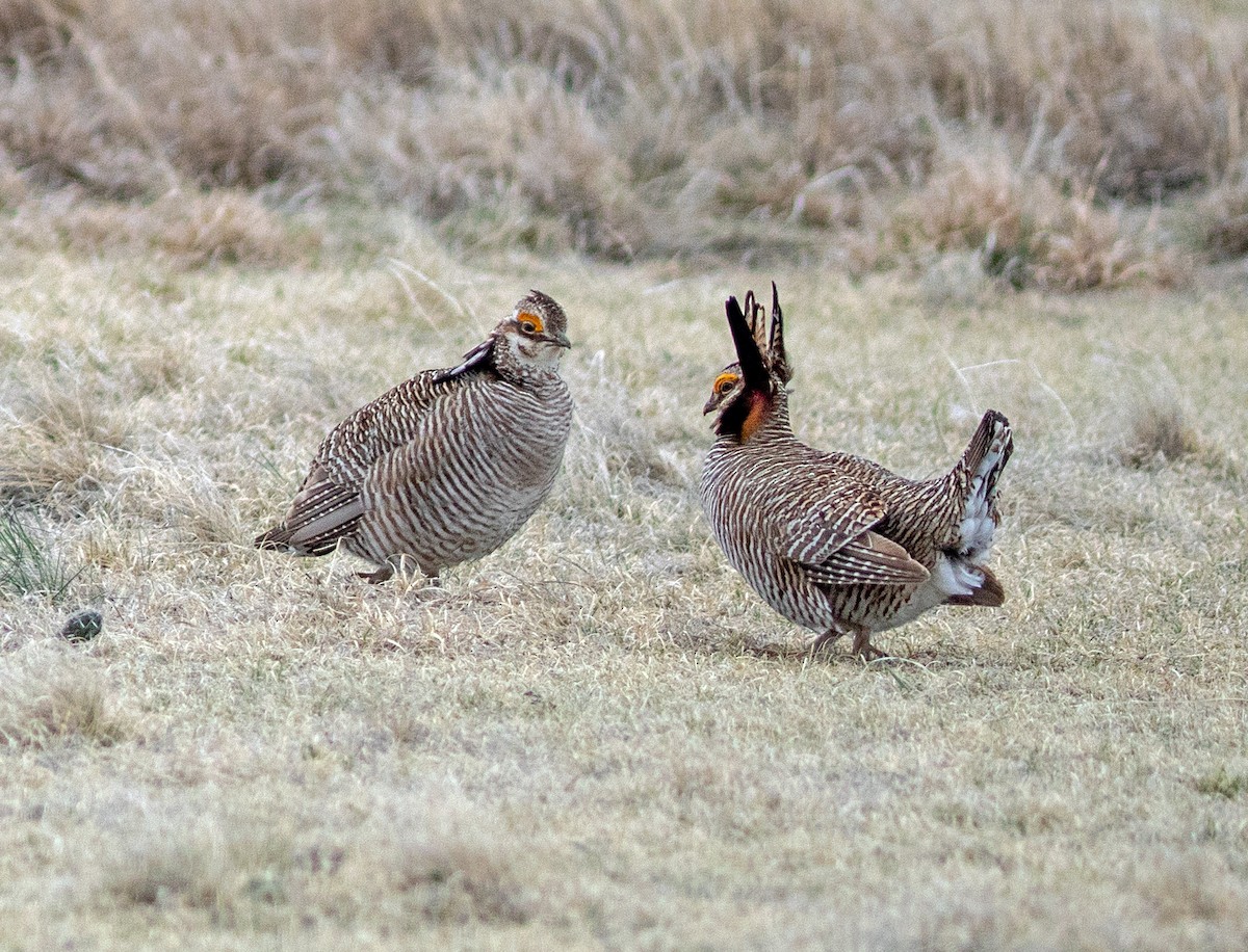 Lesser Prairie-Chicken - ML645798792