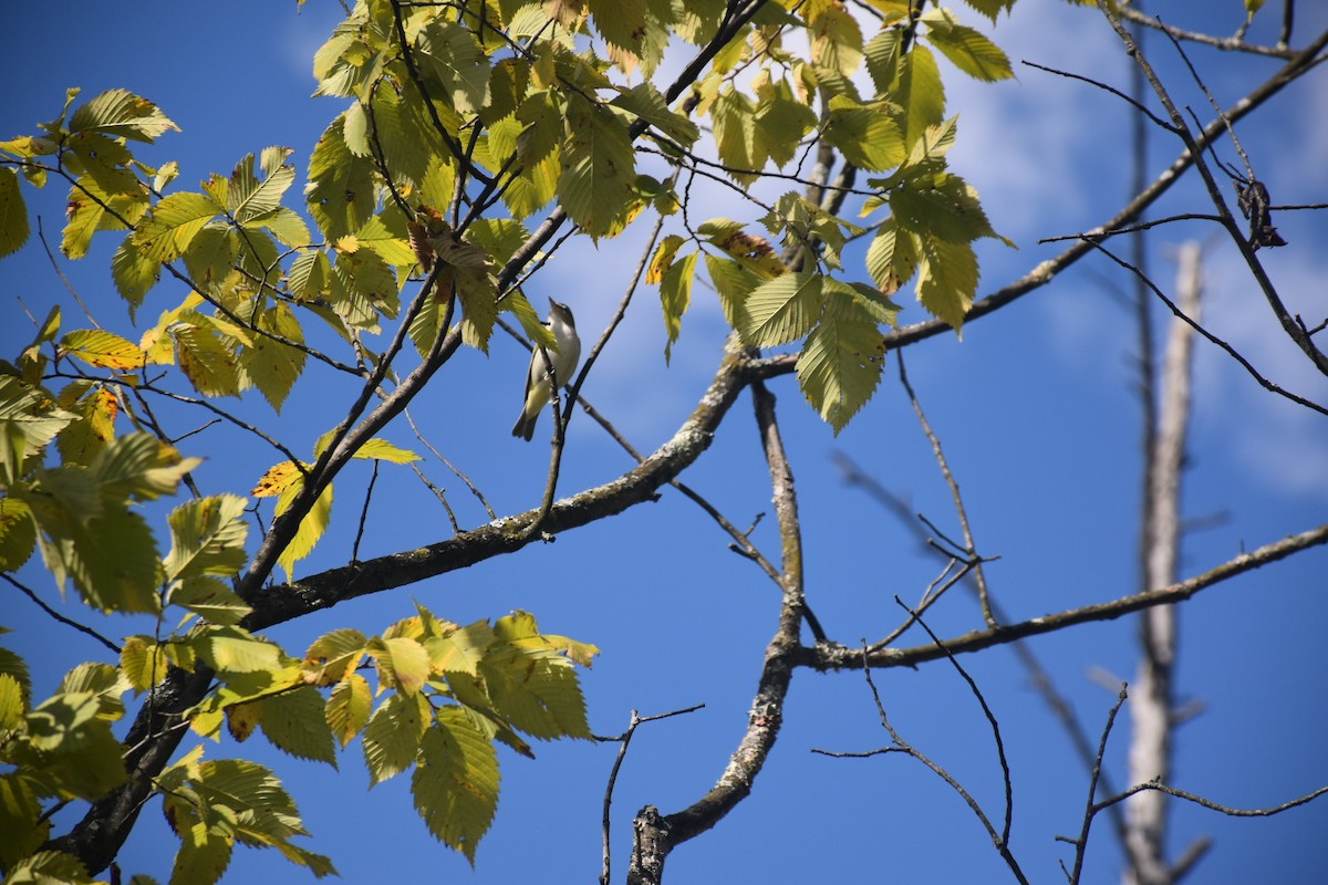 Red-eyed Vireo - ML645798793