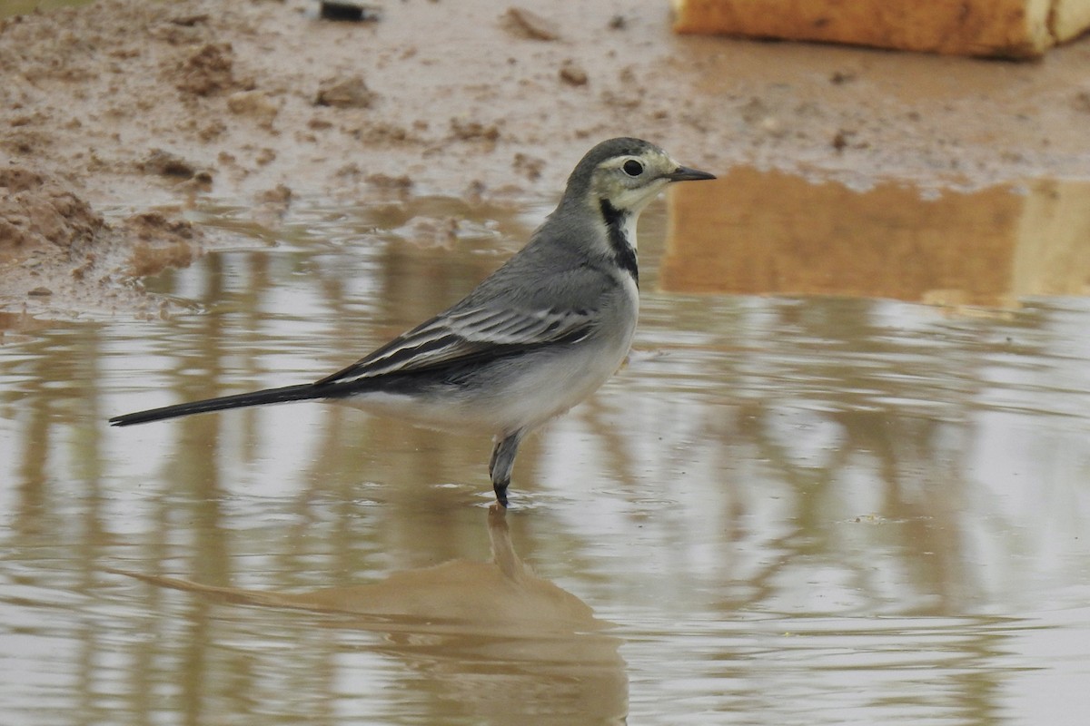 White Wagtail - ML645798797