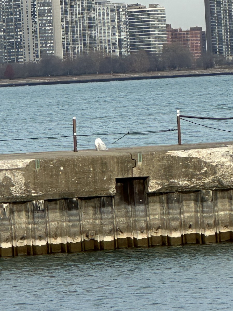 Snowy Owl - ML645798802