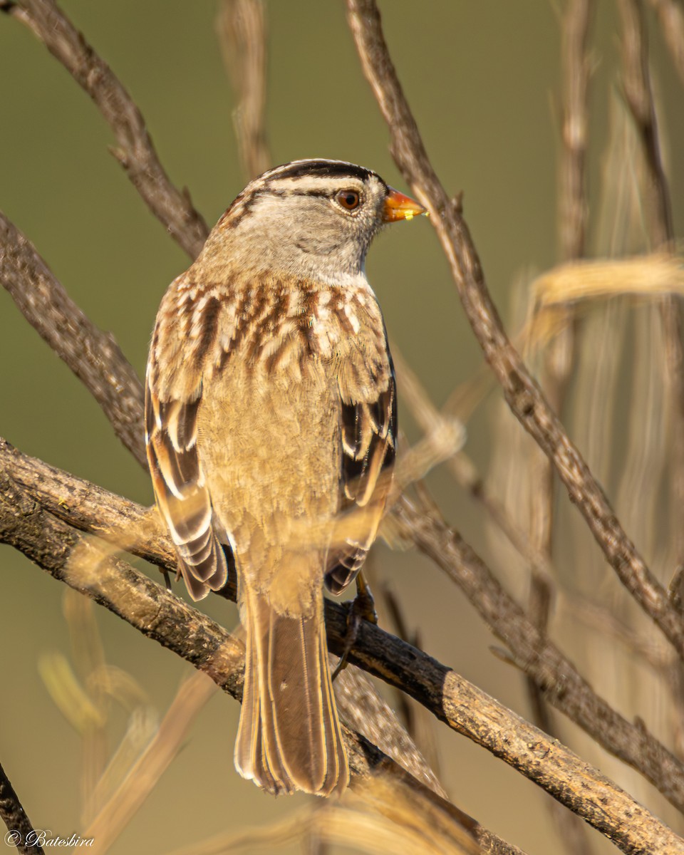 White-crowned Sparrow - ML645798808
