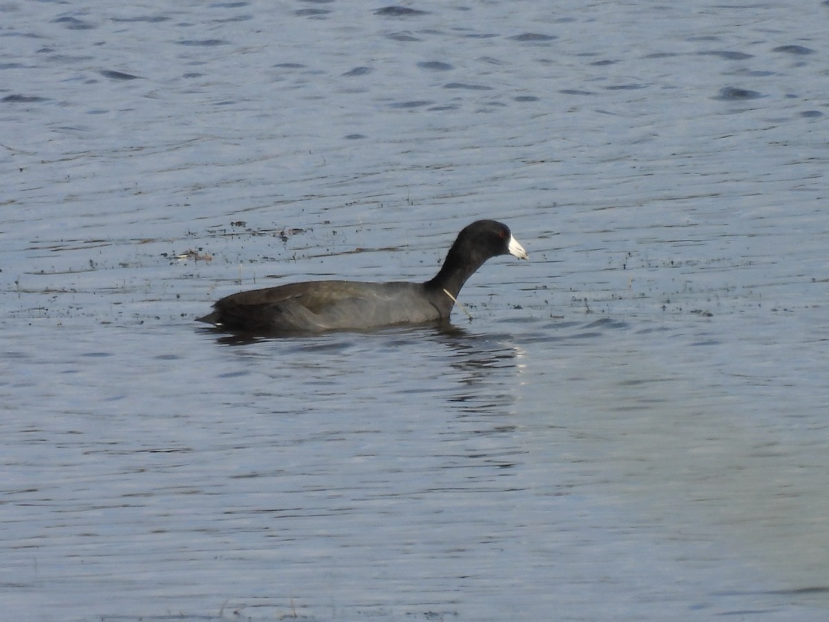 American Coot - ML645798811