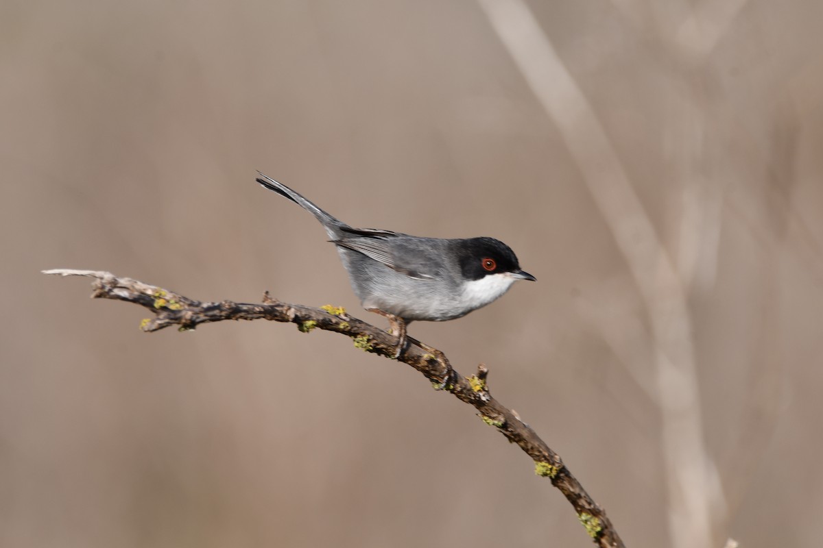 Txinbo burubeltza - ML645798816