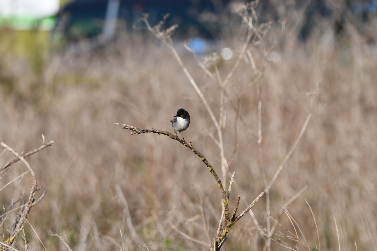 Txinbo burubeltza - ML645798817