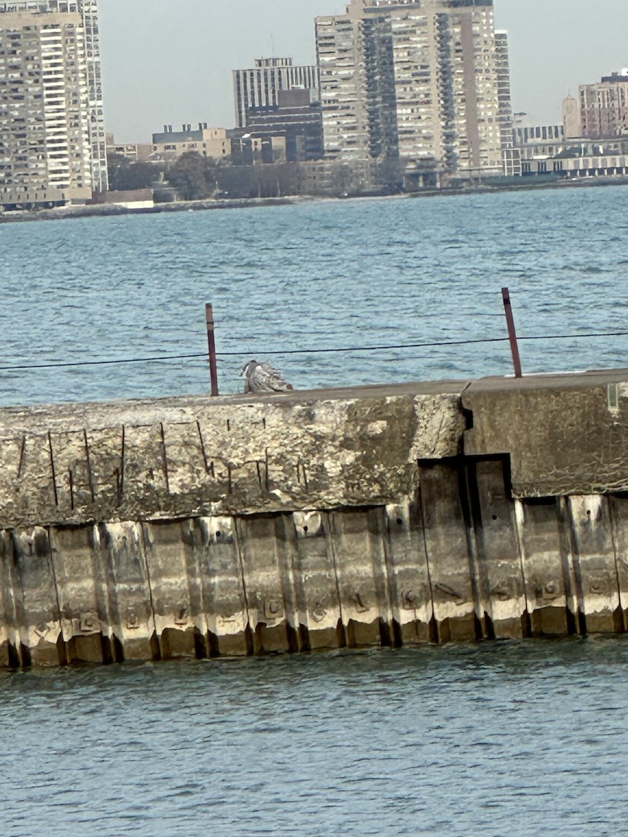 Snowy Owl - ML645798821