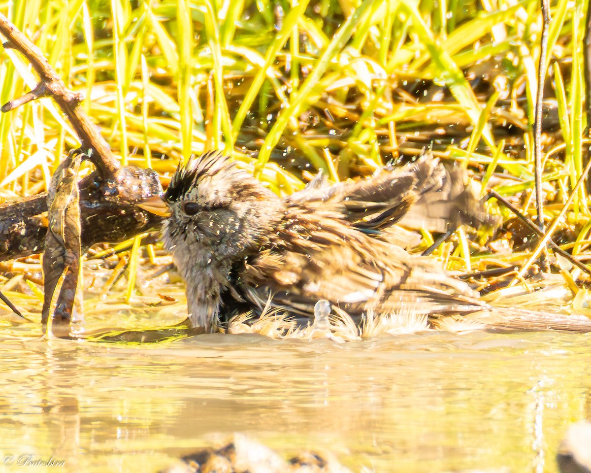 White-crowned Sparrow - ML645798823