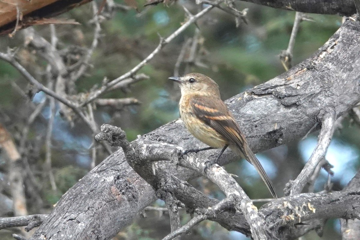 Rufescent Flycatcher - ML645798824