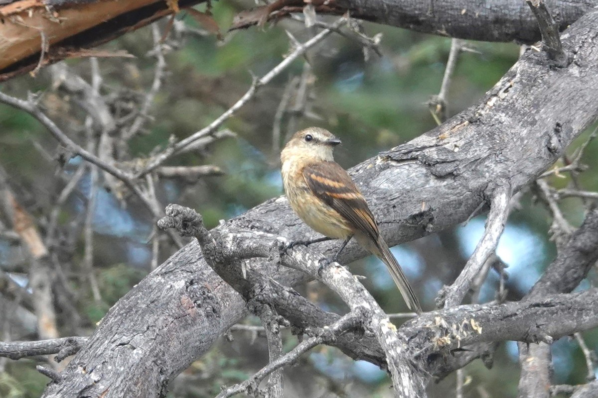 Rufescent Flycatcher - ML645798825