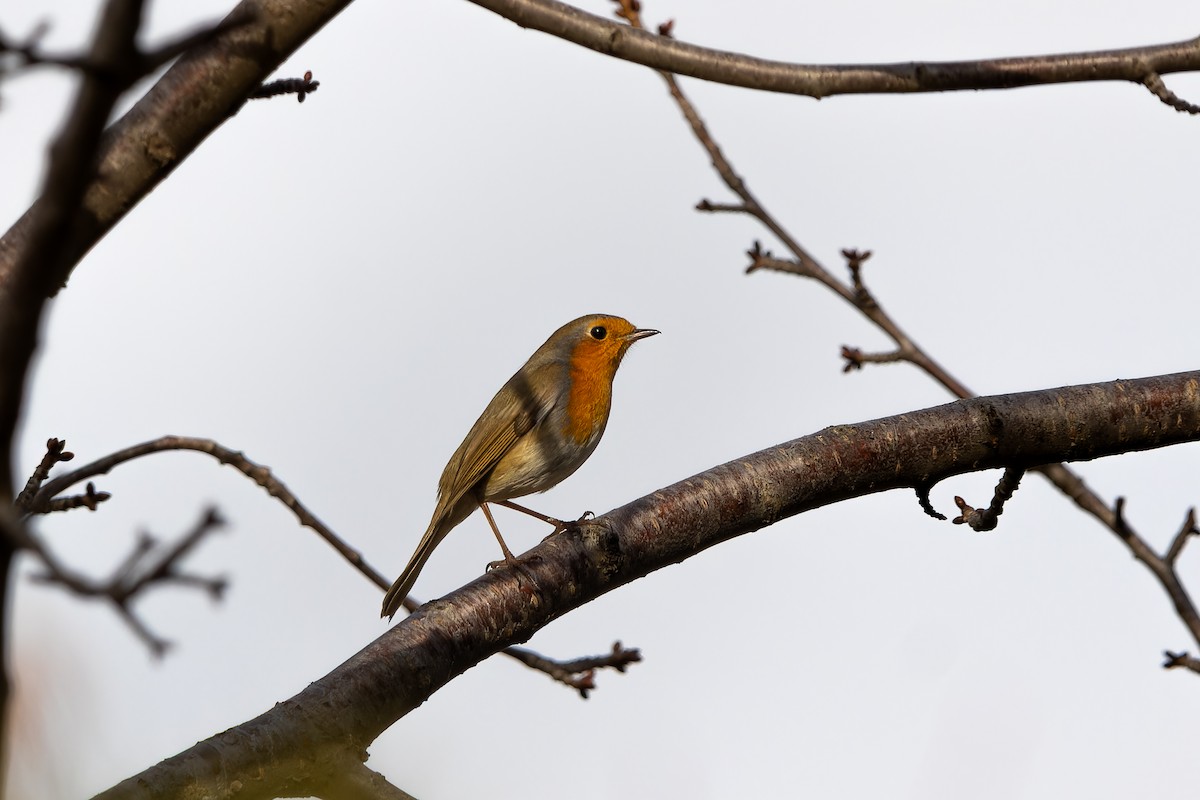 European Robin - ML645798834