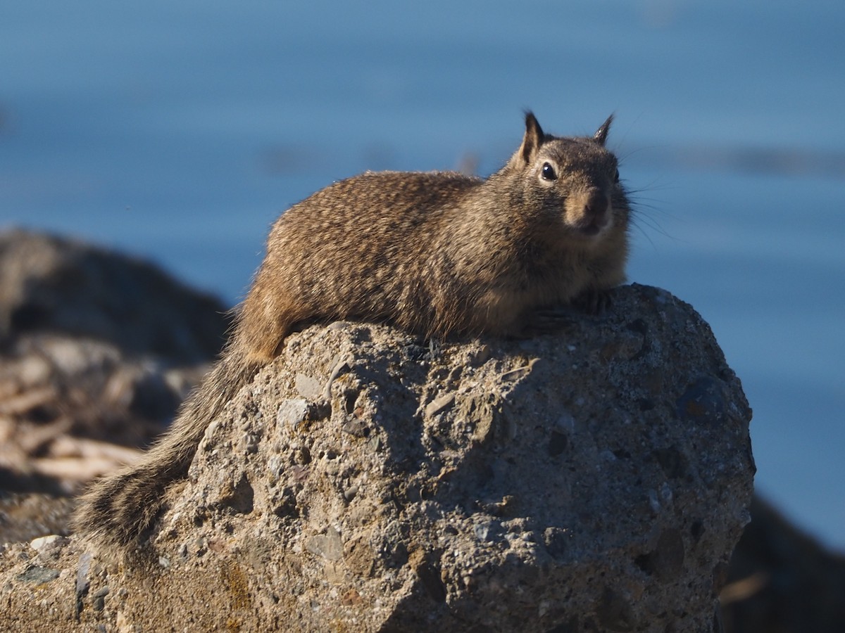 California Ground Squirrel - ML645798839
