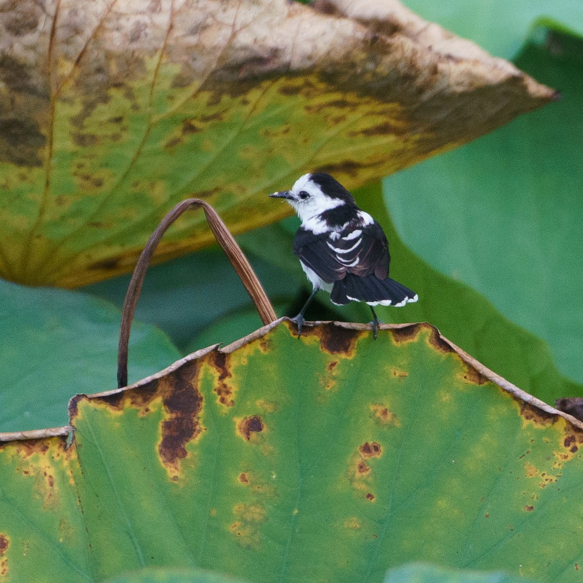 Pied Water-Tyrant - ML645798840