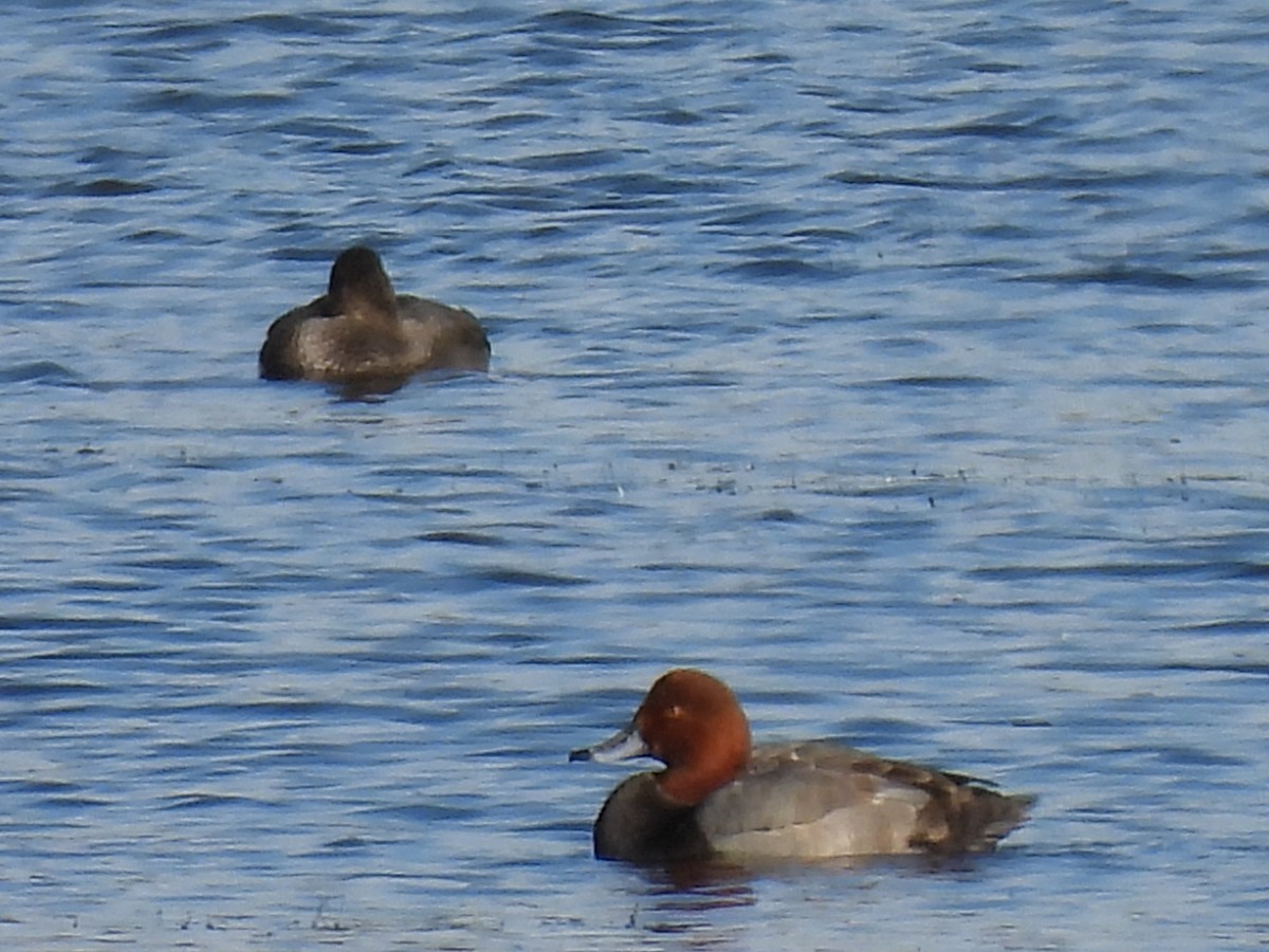 Redhead - ML645798841