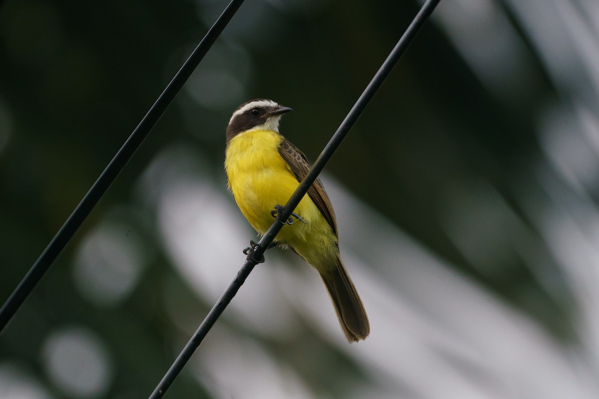 Rusty-margined Flycatcher - ML645798845