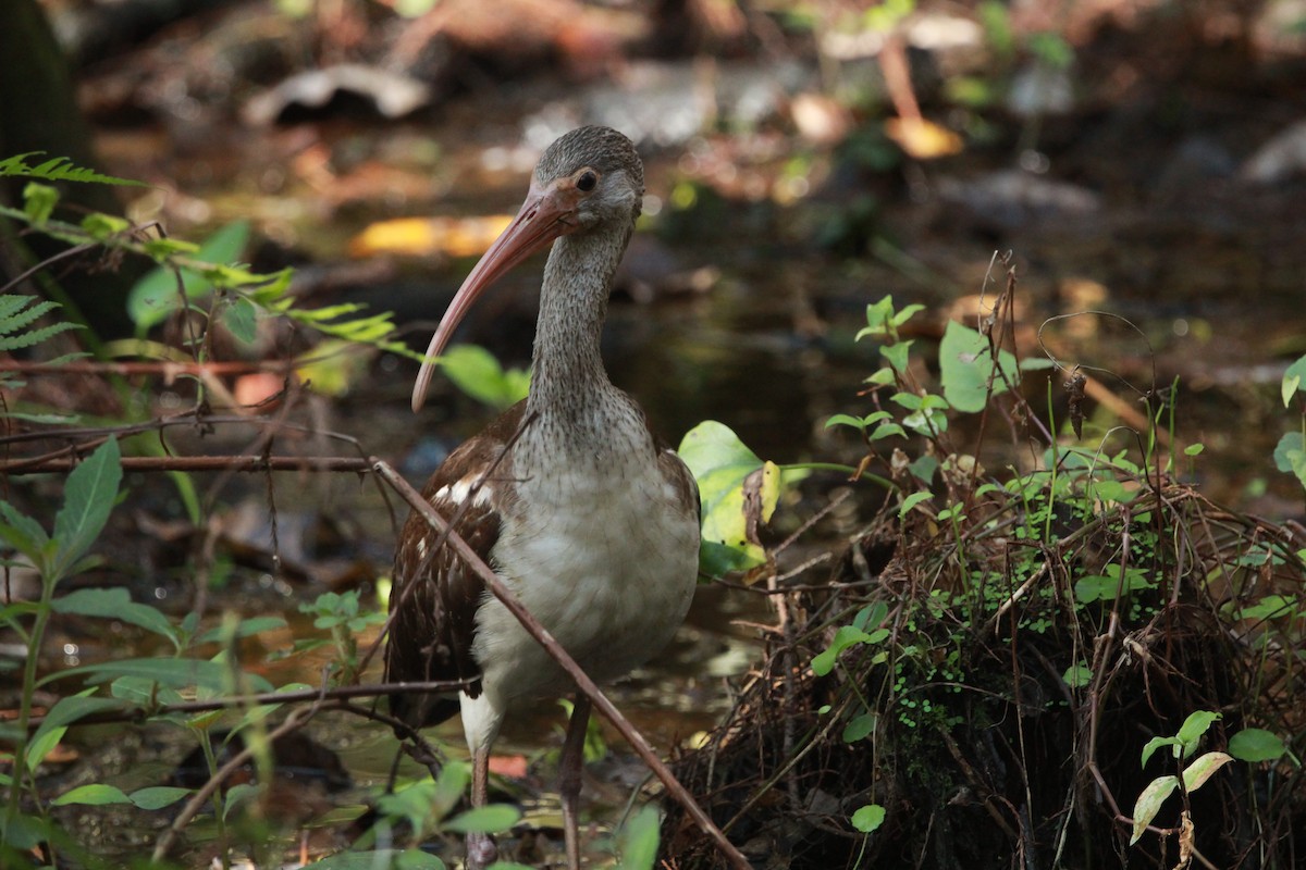 White Ibis - ML645798847