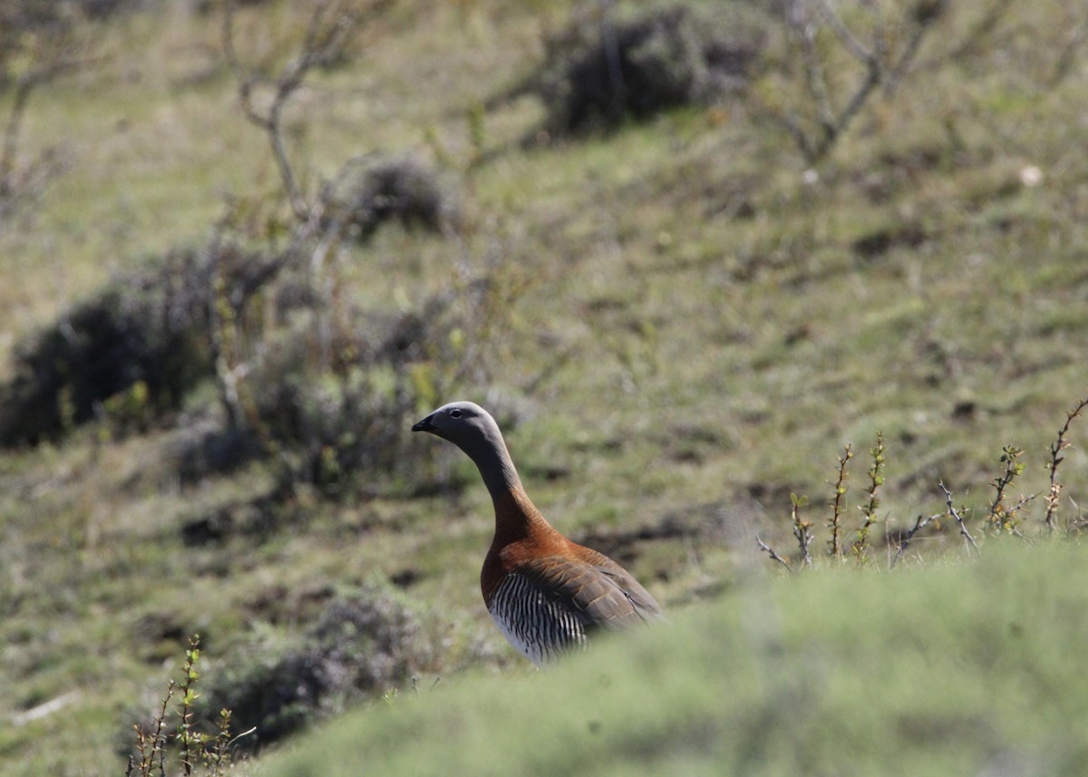 Ashy-headed Goose - ML645798850