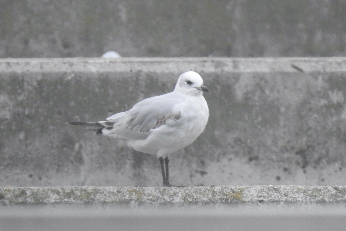 Mediterranean Gull - ML645798851