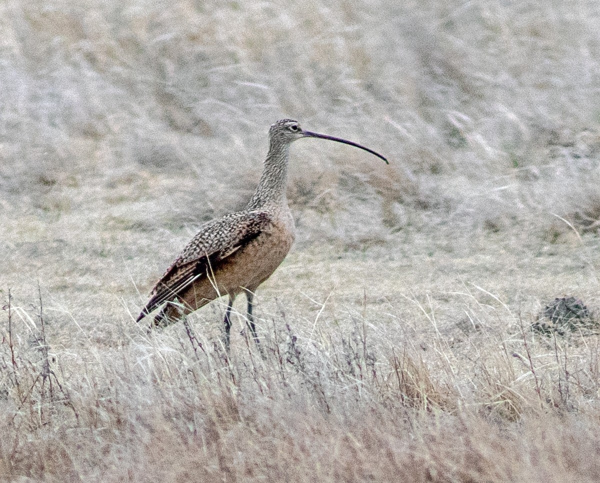 Кульон американський - ML645798852