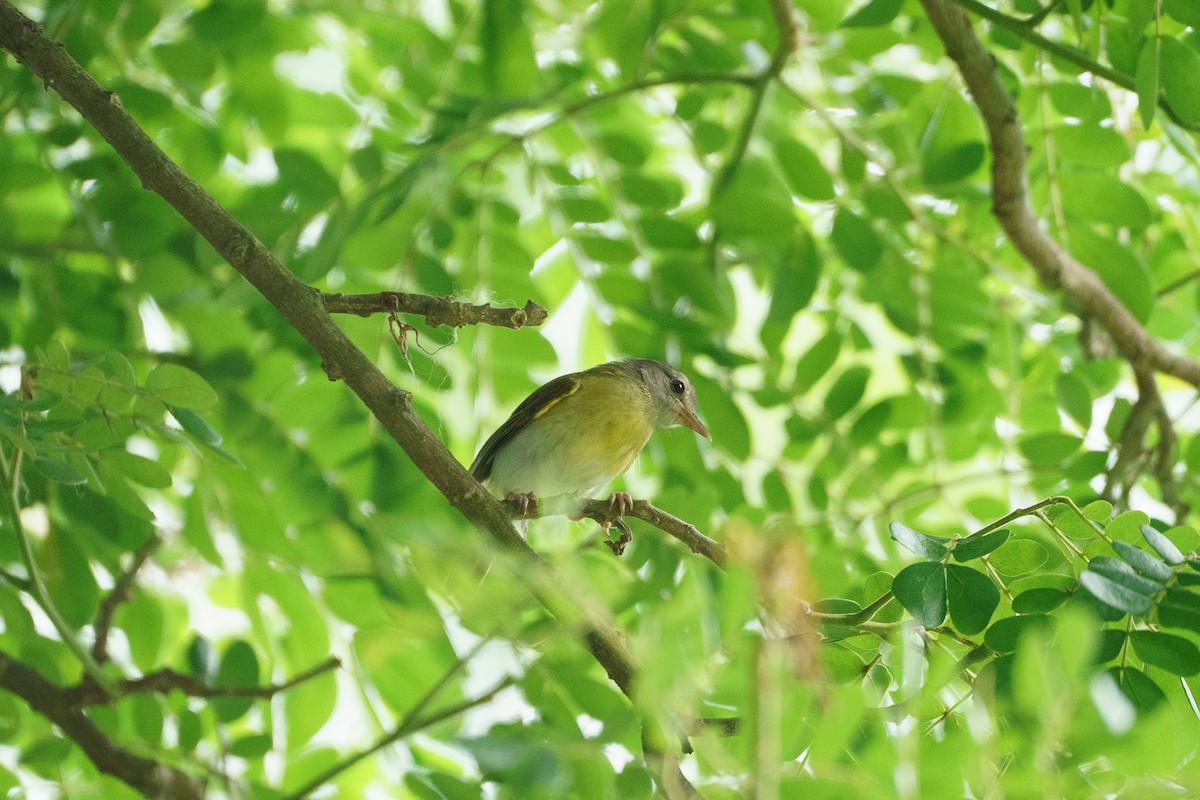Ashy-headed Greenlet - ML645798853