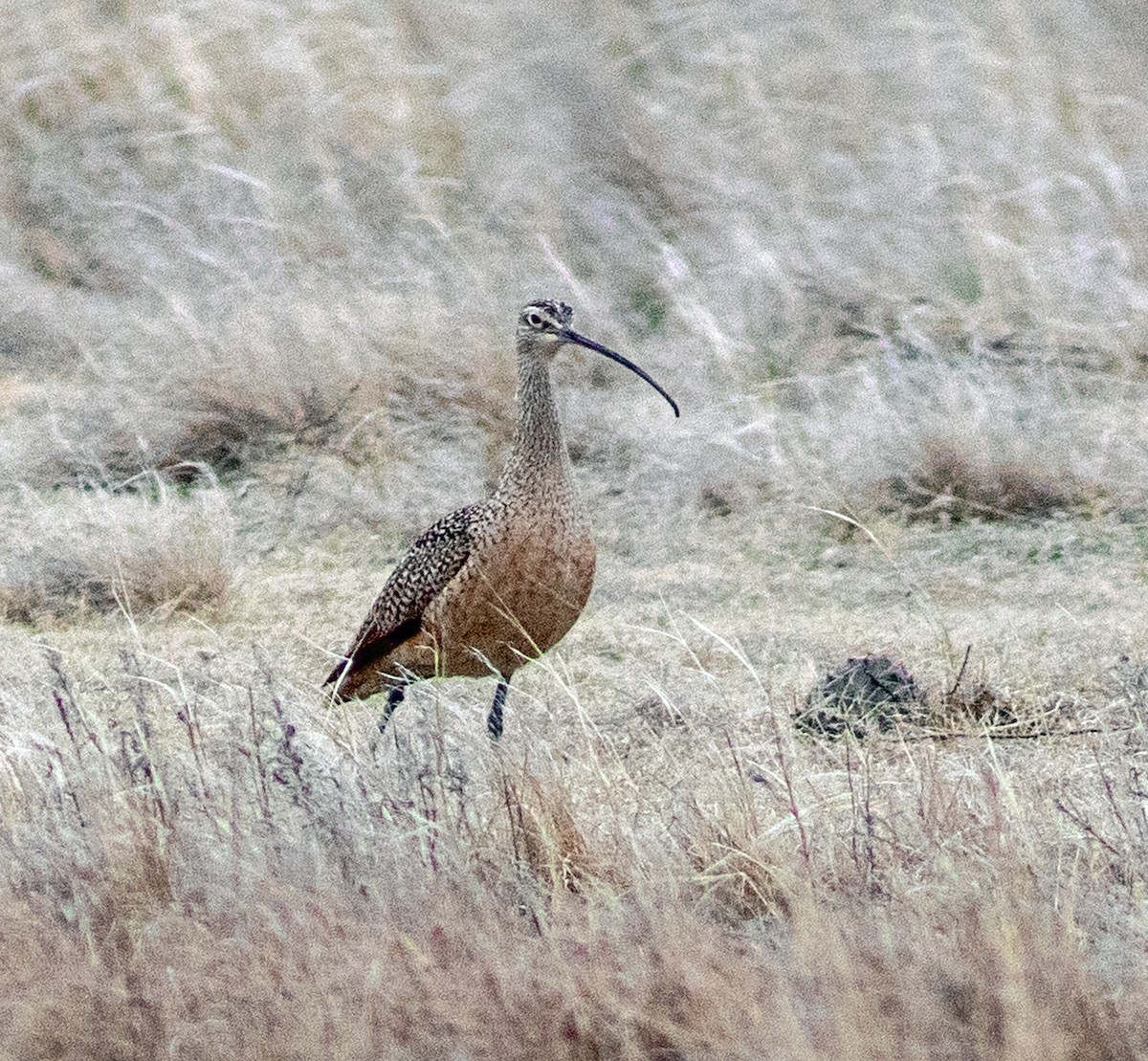 Кульон американський - ML645798854
