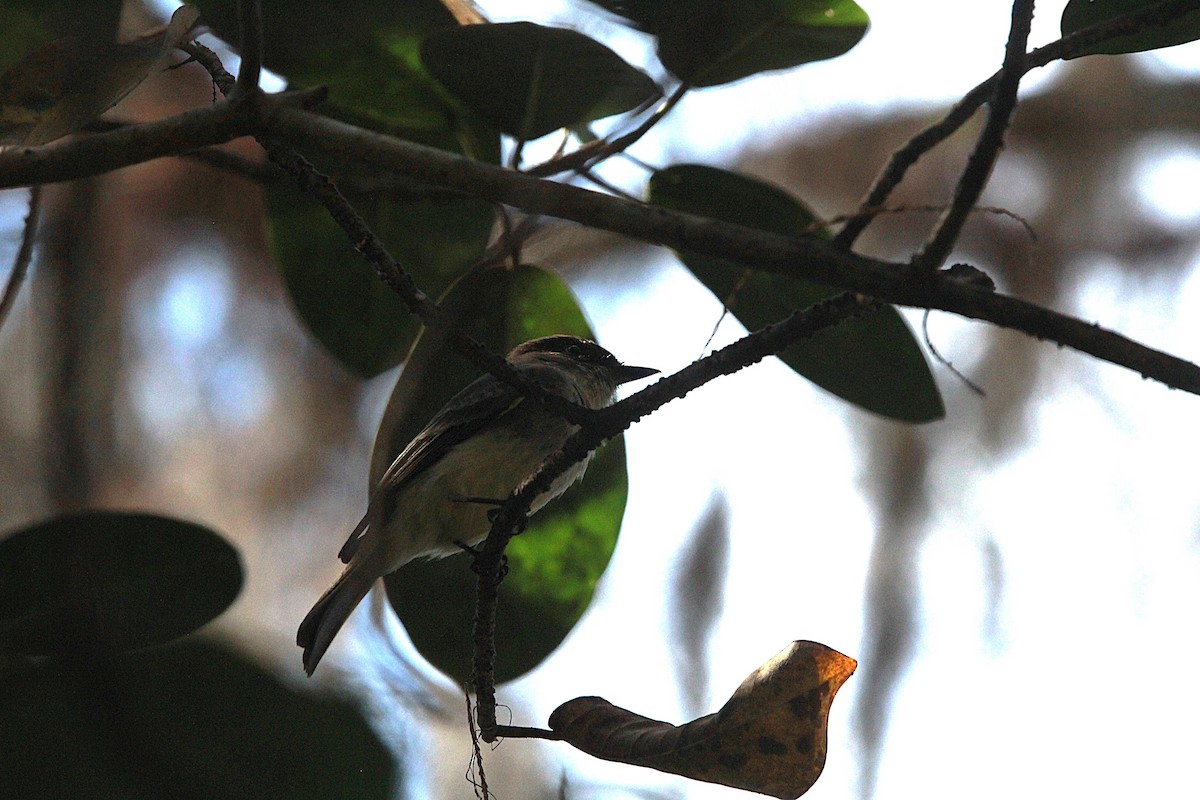 Eastern Phoebe - ML645798855