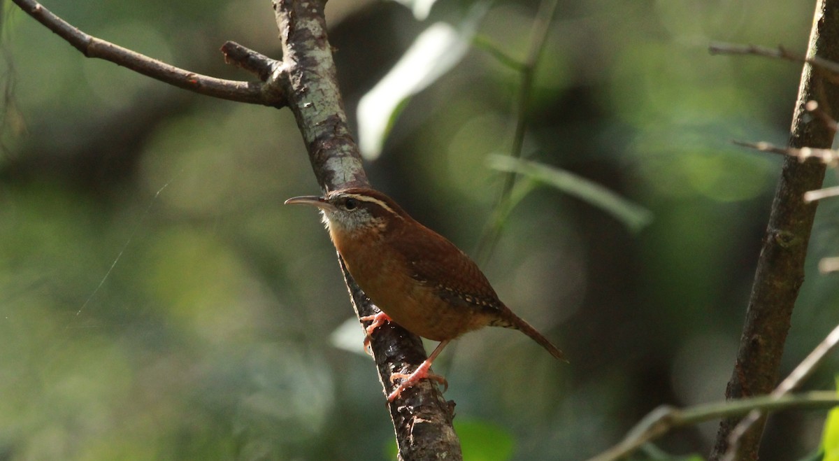 Carolina Wren - ML645798860