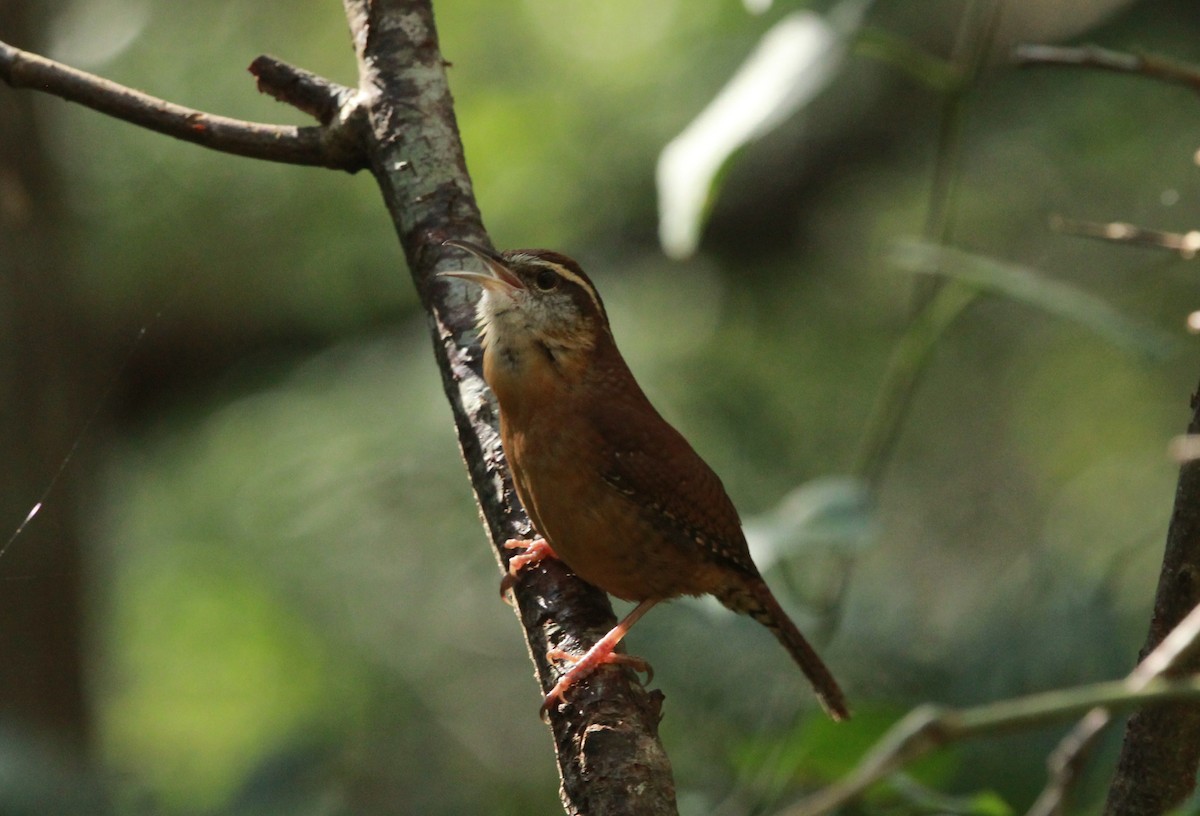 Carolina Wren - ML645798863