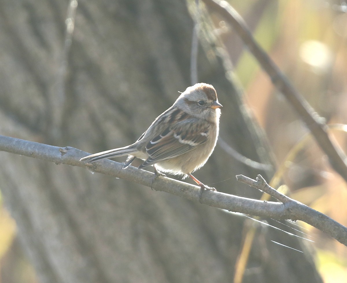 American Tree Sparrow - ML645798864