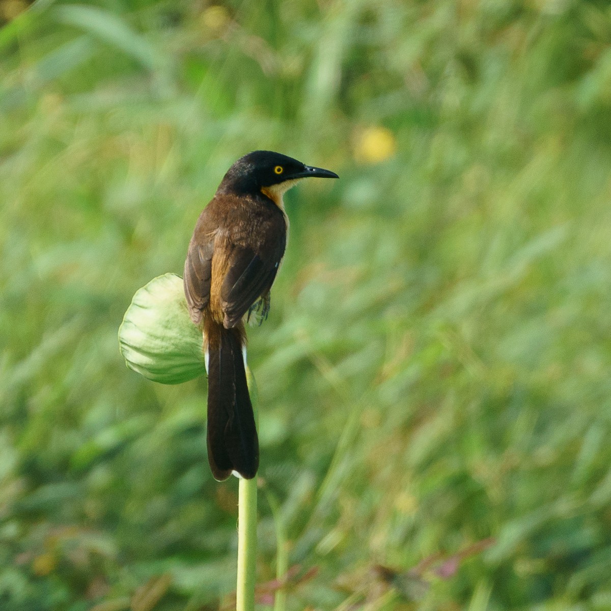Black-capped Donacobius - ML645798865