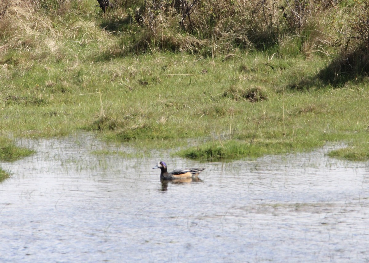 Chiloe Wigeon - ML645798874