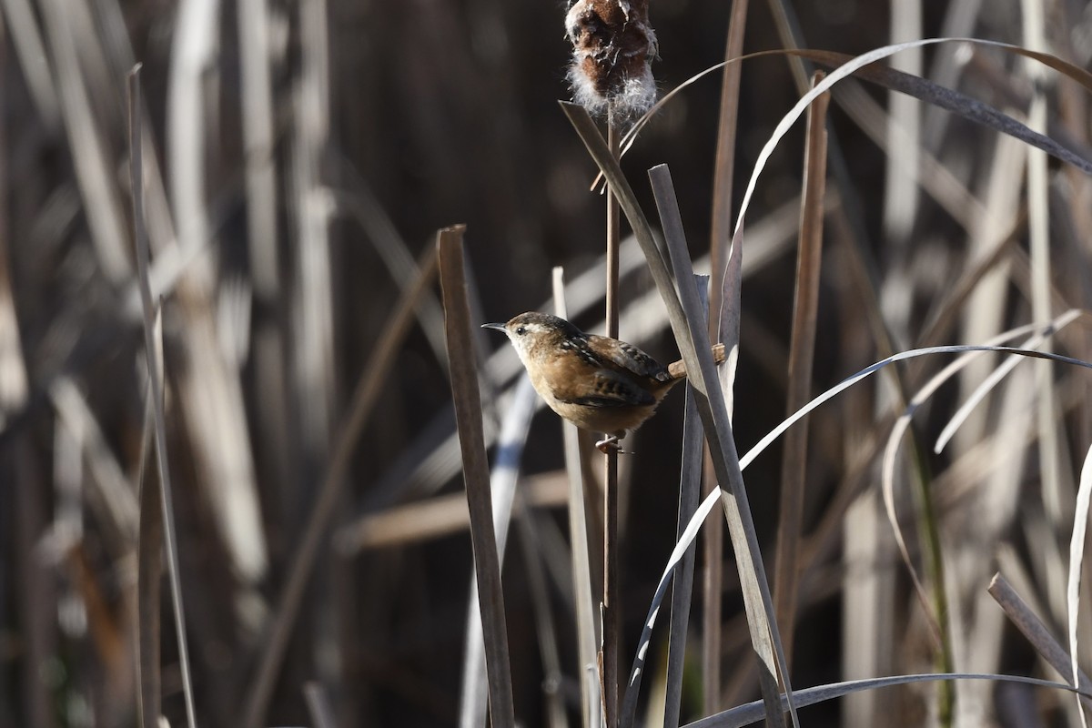 Marsh Wren - ML645798875