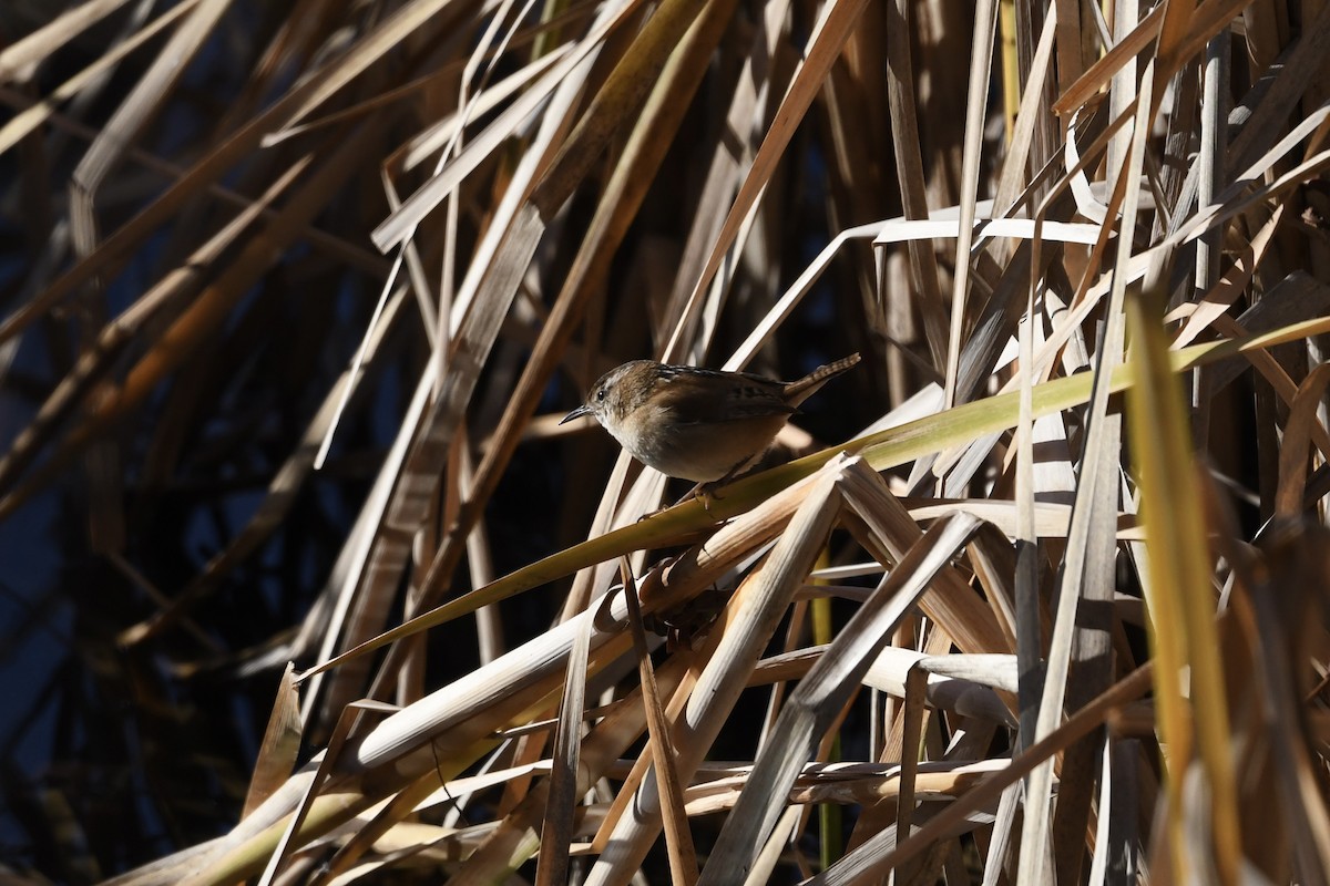 Marsh Wren - ML645798876