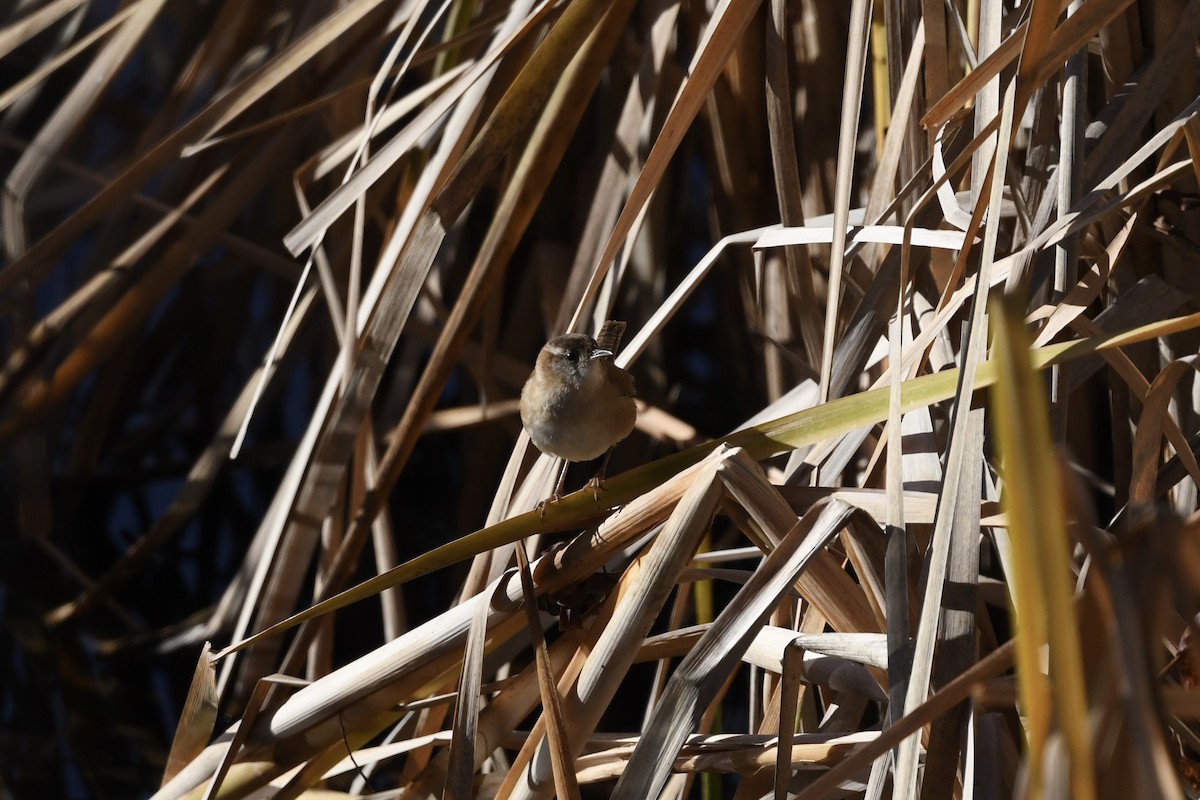Marsh Wren - ML645798877
