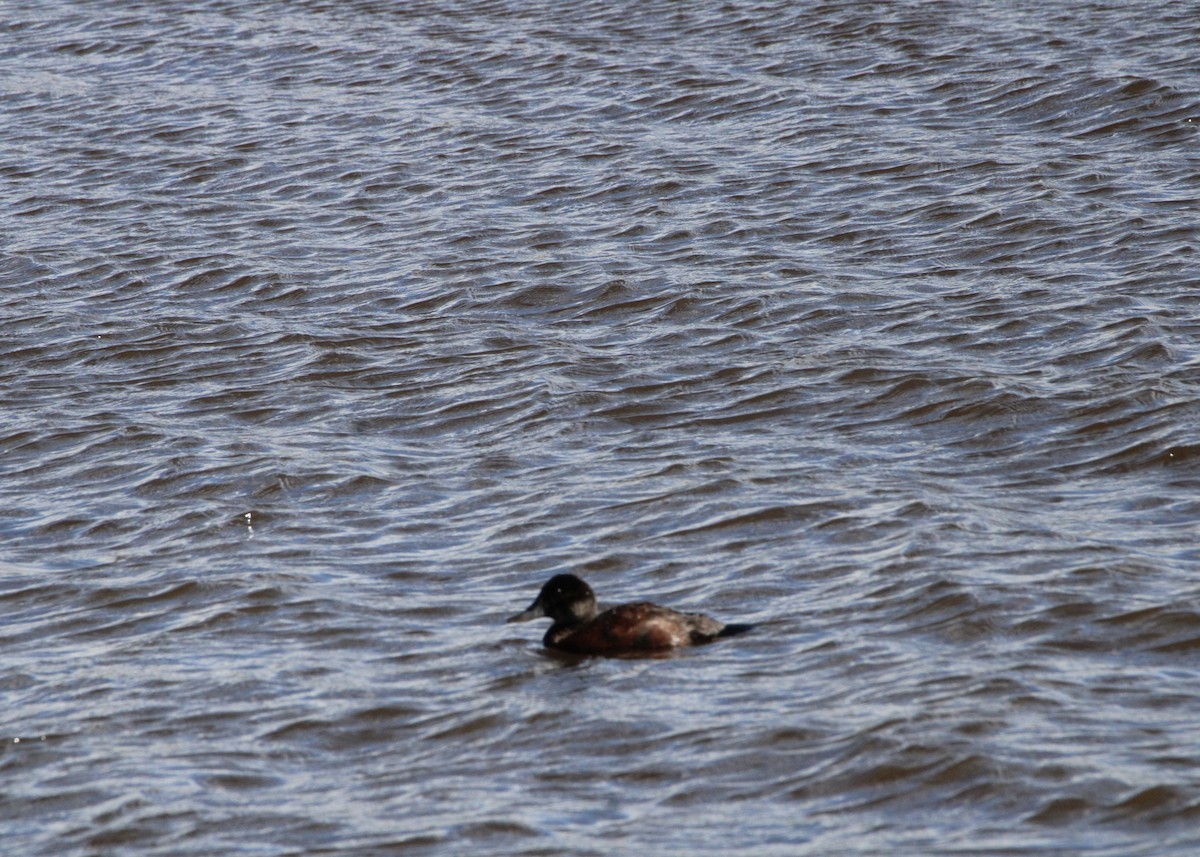 Andean Duck - ML645798882