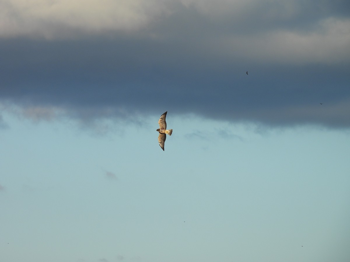 Swainson's Hawk - ML645798885