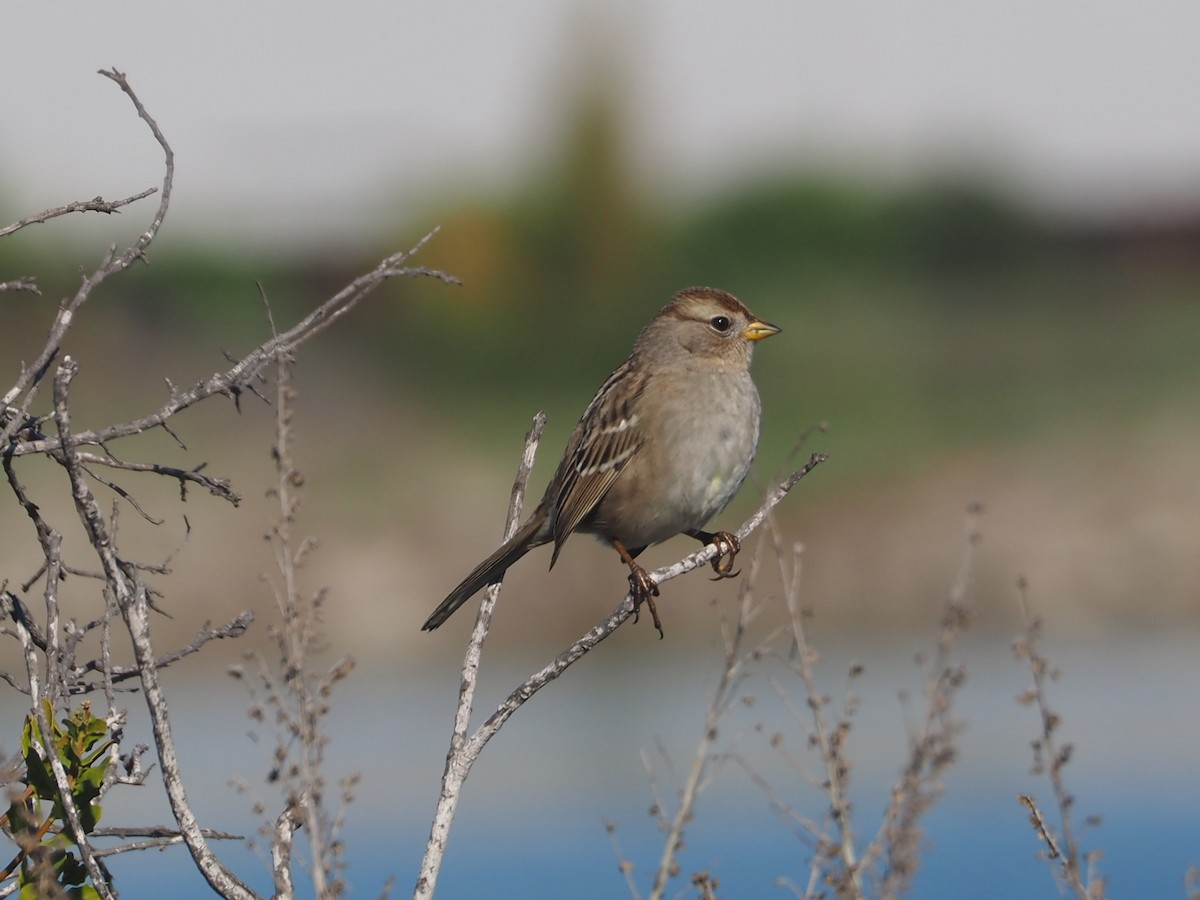 White-crowned Sparrow - ML645798886