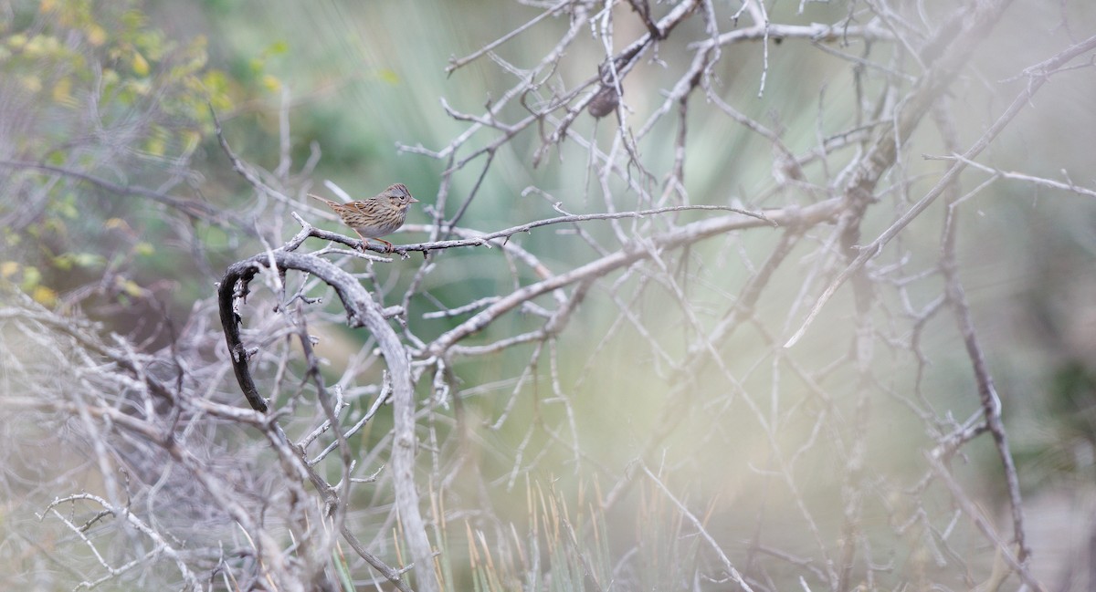 strnadec pruhohlavý - ML645798893