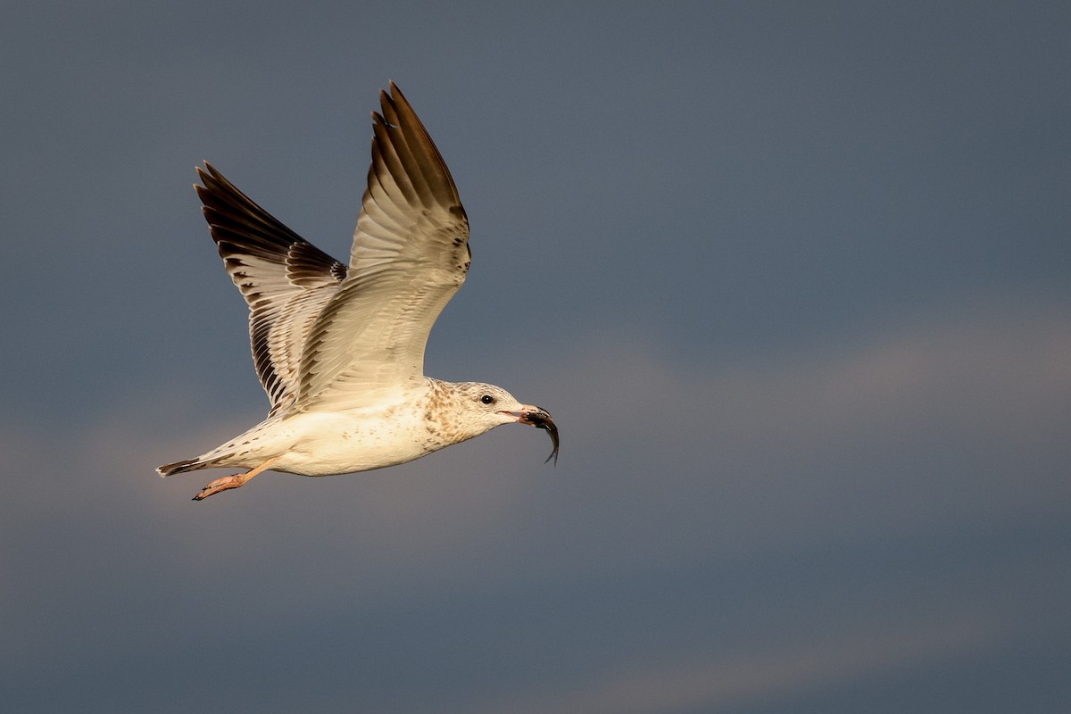 Ring-billed Gull - ML645798895