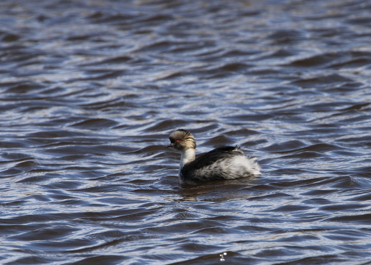 Silvery Grebe - ML645798896