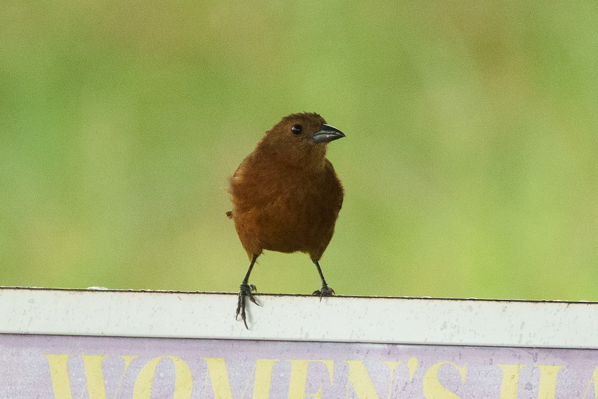 White-lined Tanager - ML645798897