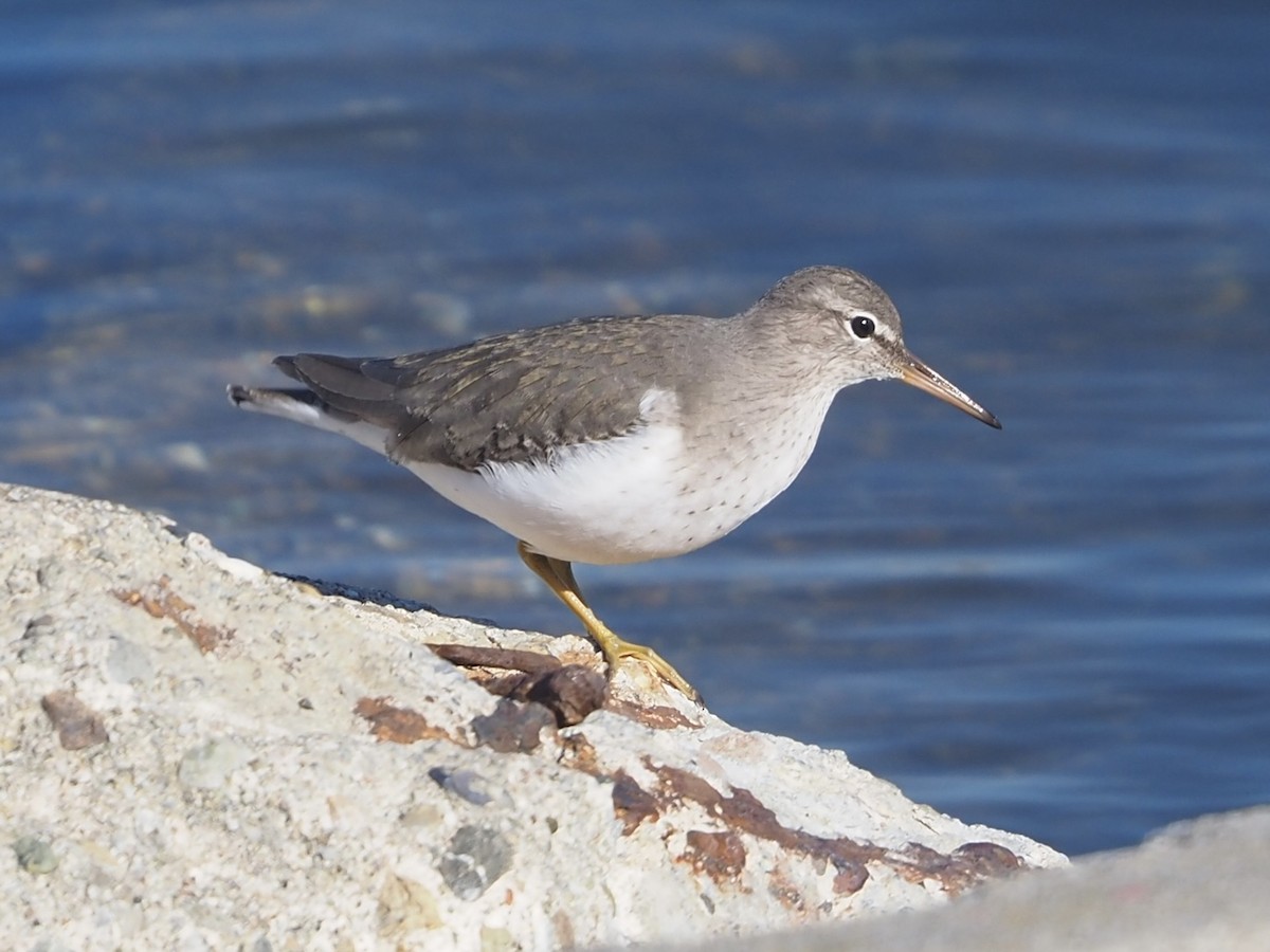 Benekli Düdükçün - ML645798898