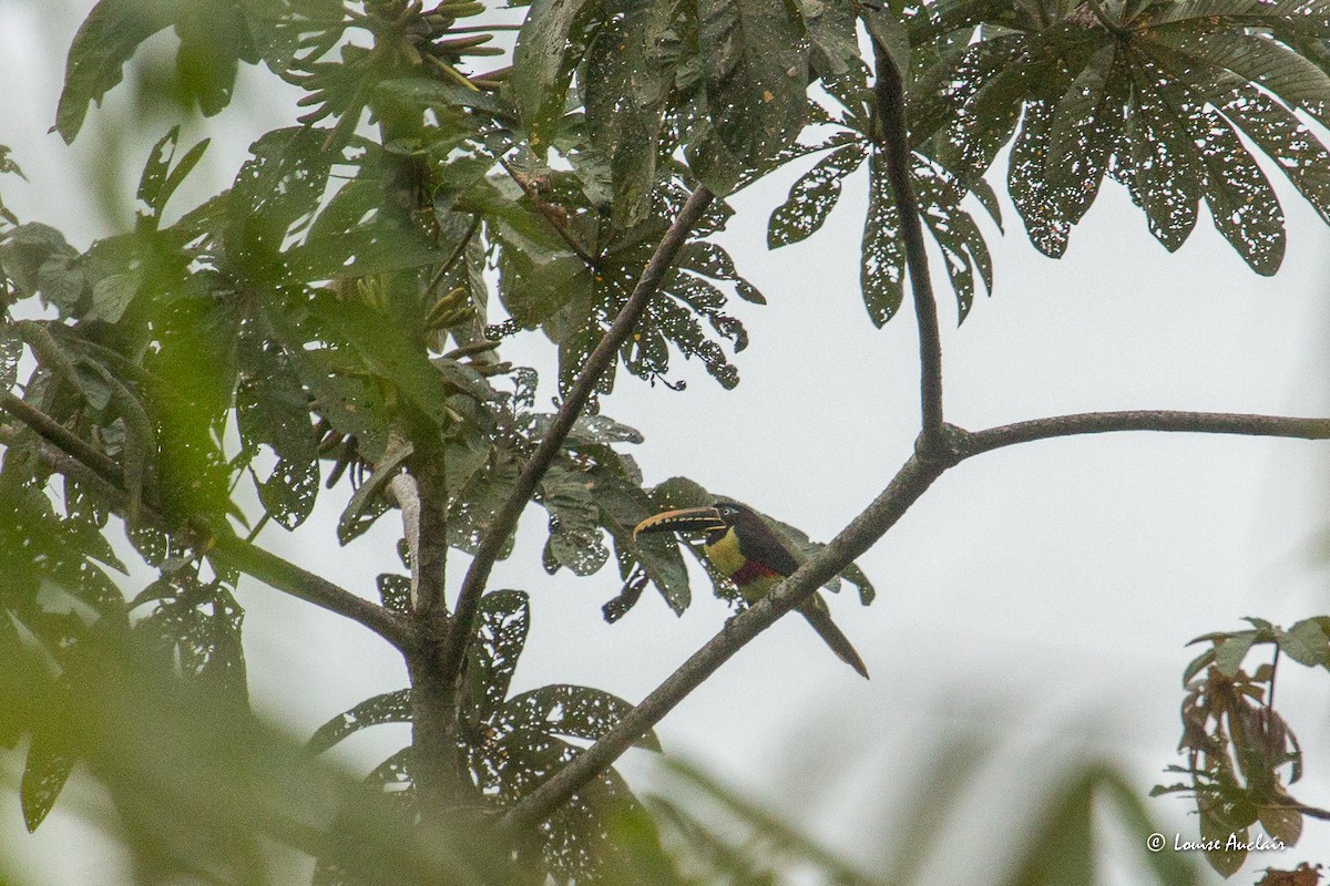 Chestnut-eared Aracari - ML645798927