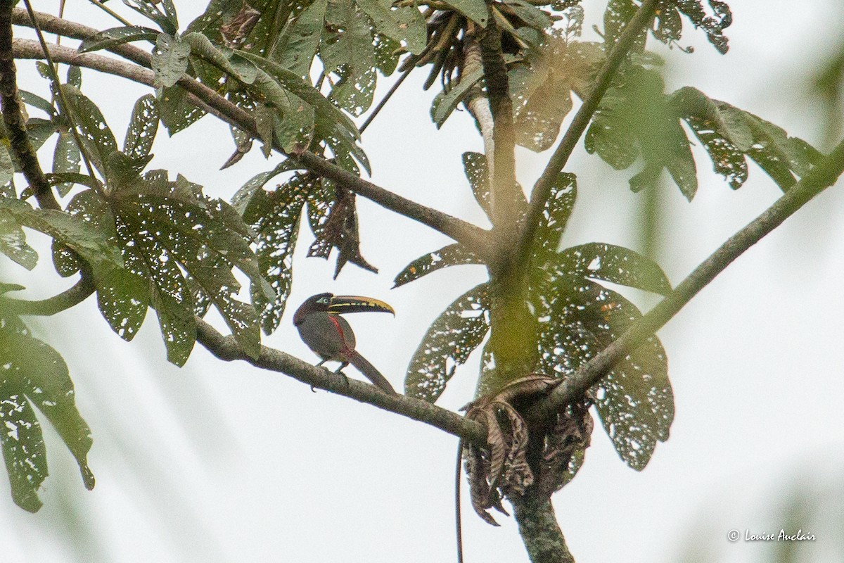 Chestnut-eared Aracari - ML645798928