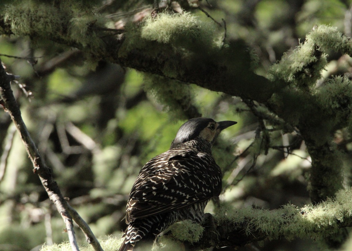 Chilean Flicker - ML645798929