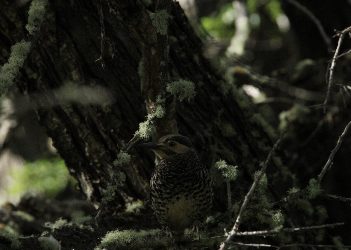 Chilean Flicker - ML645798930