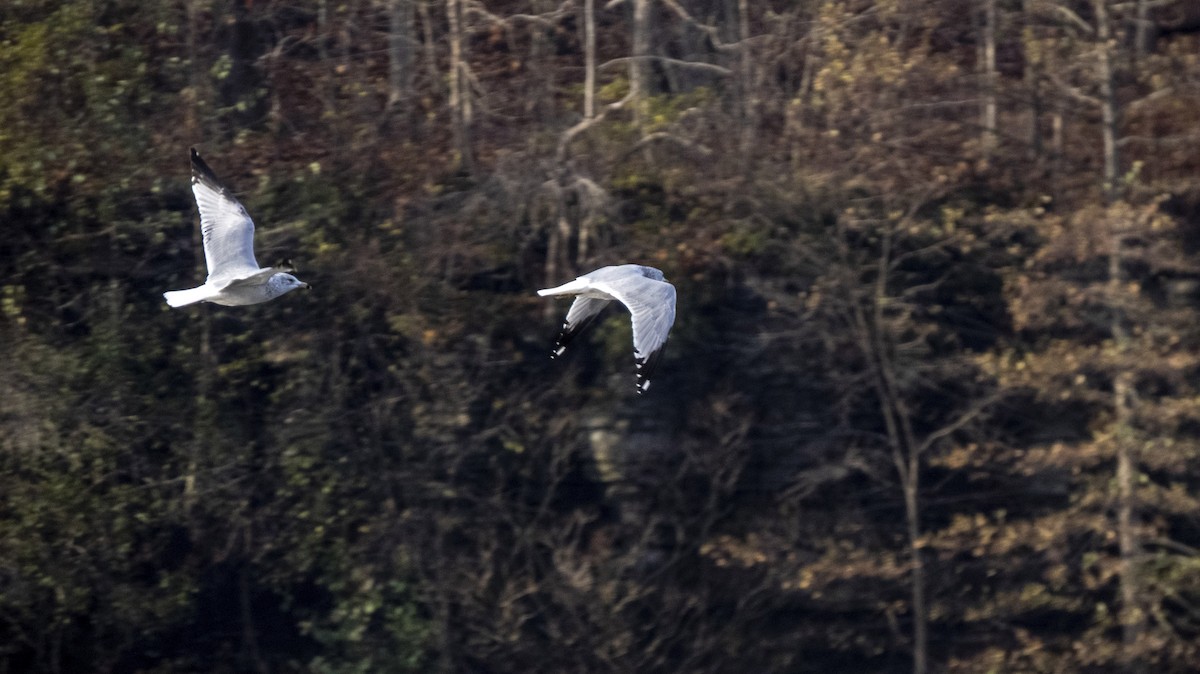Ring-billed Gull - ML645798931